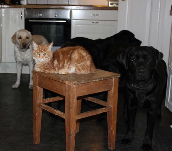 Godt med labber i køkkenet. Hyggeligt siger Catman:-).